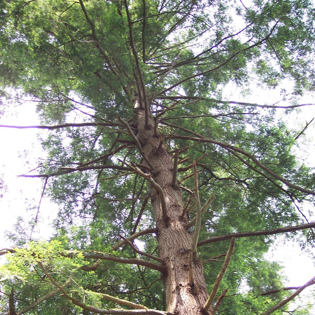 Tree Seed Pen